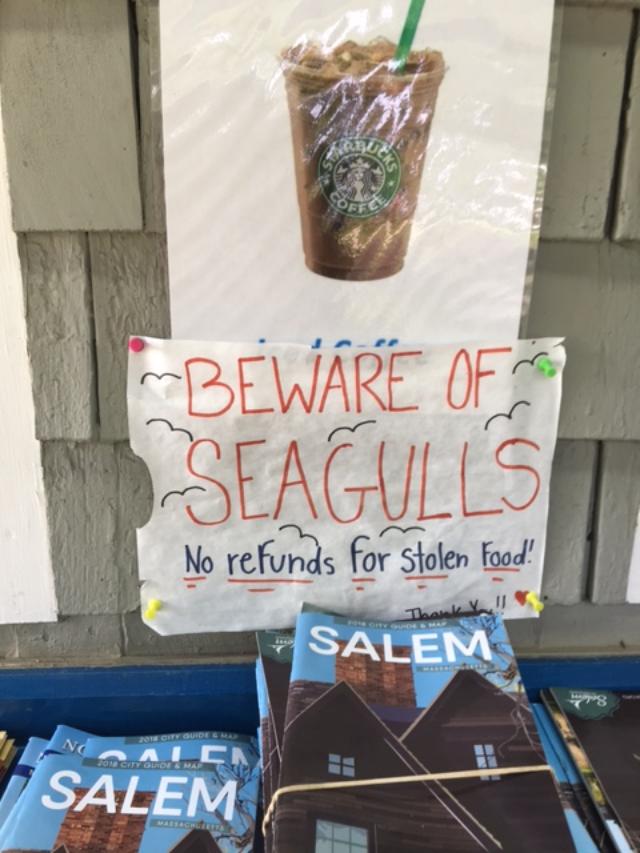 seagulls